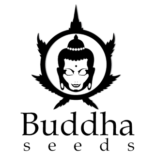 Buddha Seeds