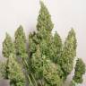 заказать на сайте семена конопли Anubis regular Ganja Seeds