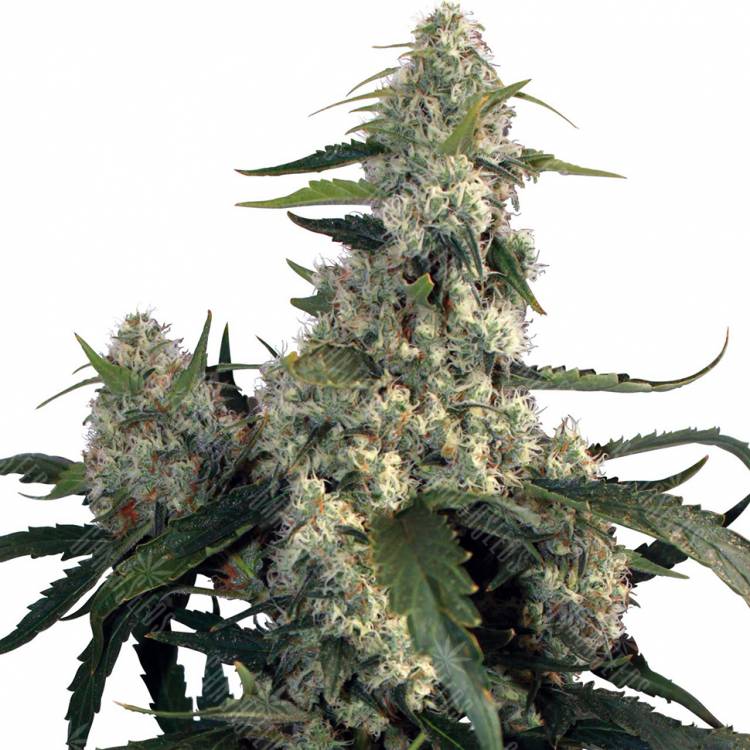 семена конопли сорта сатива Buddha's Sativa feminised семена конопли сорта сатива Buddha's Sativa feminised