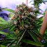 семена конопли Россия Buddha's Sativa feminised семена конопли Россия Buddha's Sativa feminised