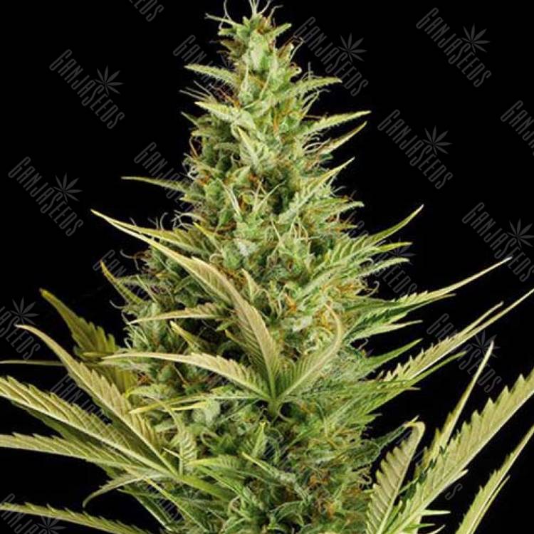 заказать в России Auto Cheese XXL feminised заказать в России Auto Cheese XXL feminised