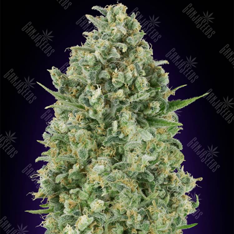 семена конопли наложенным платежом Critical Poison feminised 00 Seeds семена конопли наложенным платежом Critical Poison feminised 00 Seeds