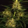 семена конопли дешево Spicy Bitch regular Exotic Seed семена конопли дешево Spicy Bitch regular Exotic Seed