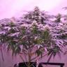семена конопли с доставкой Spicy Bitch regular Exotic Seed семена конопли с доставкой Spicy Bitch regular Exotic Seed