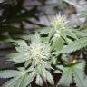 семена конопли с доставкой 707 Headband feminised Humboldt Seeds семена конопли с доставкой 707 Headband feminised Humboldt Seeds