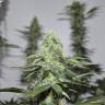 мощные семена конопли 707 Headband feminised Humboldt Seeds мощные семена конопли 707 Headband feminised Humboldt Seeds