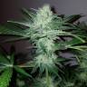 заказать на сайте семена конопли Pineapple Kush feminised Royal Queen заказать на сайте семена конопли Pineapple Kush feminised Royal Queen
