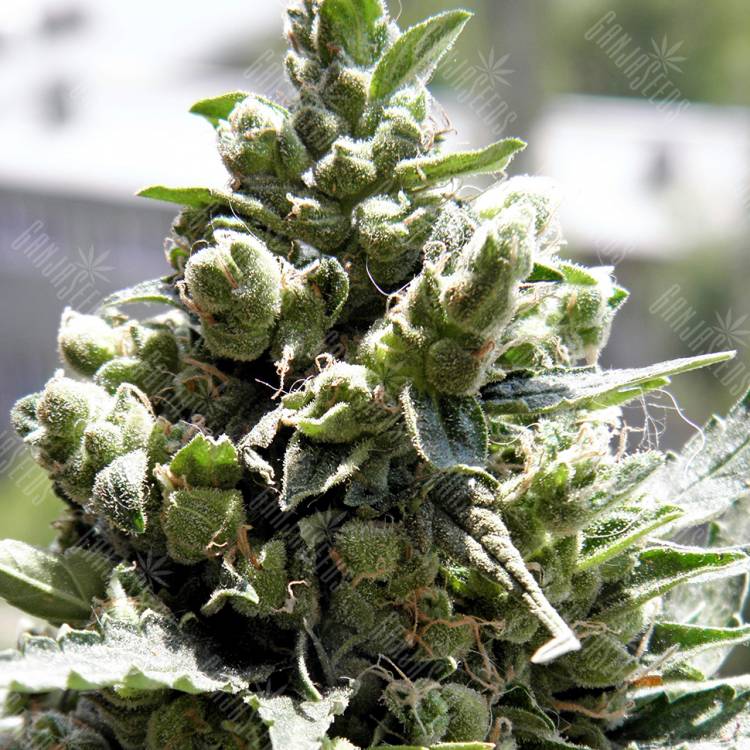 семена конопли курьером Crystal Candy feminised Sweet Seeds семена конопли курьером Crystal Candy feminised Sweet Seeds