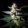 Качественные семена Auto Jack feminised GanjaLiveSeeds Качественные семена Auto Jack feminised GanjaLiveSeeds