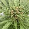 семена конопли в россии Auto Fat Banana feminised Ganja Seeds семена конопли в россии Auto Fat Banana feminised Ganja Seeds