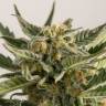 семена конопли Спб Lemon Skunk feminised Green House Seeds семена конопли Спб Lemon Skunk feminised Green House Seeds