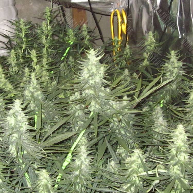 Desfran feminised Dutch Passion Seeds Desfran feminised Dutch Passion Seeds
