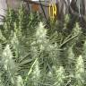 Desfran feminised Dutch Passion Seeds Desfran feminised Dutch Passion Seeds