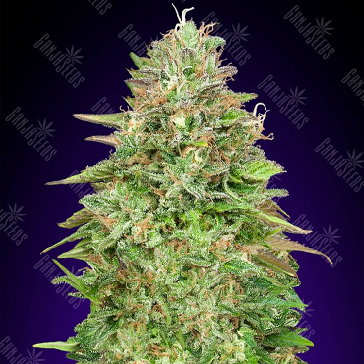 где можно заказать семена конопли Critical Poison Fast Version feminised 00 Seeds где можно заказать семена конопли Critical Poison Fast Version feminised 00 Seeds