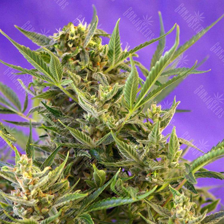 семена конопли элитных сортов Double White feminised Sweet Seeds семена конопли элитных сортов Double White feminised Sweet Seeds