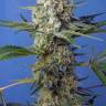 семена конопли сорта Crystal Candy feminised Ganja Seeds Fast Version семена конопли сорта Crystal Candy feminised Ganja Seeds Fast Version