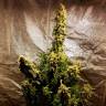 семена конопли в фирменной упаковке Auto Jack Herer feminised семена конопли в фирменной упаковке Auto Jack Herer feminised