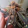 семена конопли f1 в оригинальной упаковке Auto Jack Herer feminised семена конопли f1 в оригинальной упаковке Auto Jack Herer feminised