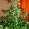 семена конопли феминизированные Auto Jack Herer feminised семена конопли феминизированные Auto Jack Herer feminised
