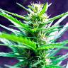 мощные семена конопли Auto Jack Herer feminised мощные семена конопли Auto Jack Herer feminised