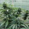 урожайные семена конопли Auto Jack Herer feminised урожайные семена конопли Auto Jack Herer feminised