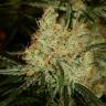 семена конопли индика K-Train feminised Green House Seeds семена конопли индика K-Train feminised Green House Seeds