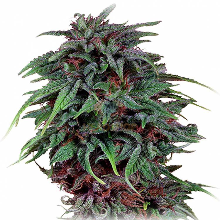 Durban Poison feminised Dutch Passion Seeds Durban Poison feminised Dutch Passion Seeds