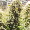 Kali Express feminised Breeders Community Seeds