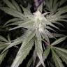 автоцветущие семена конопли Auto Bubblelicious feminised Nirvana Seeds