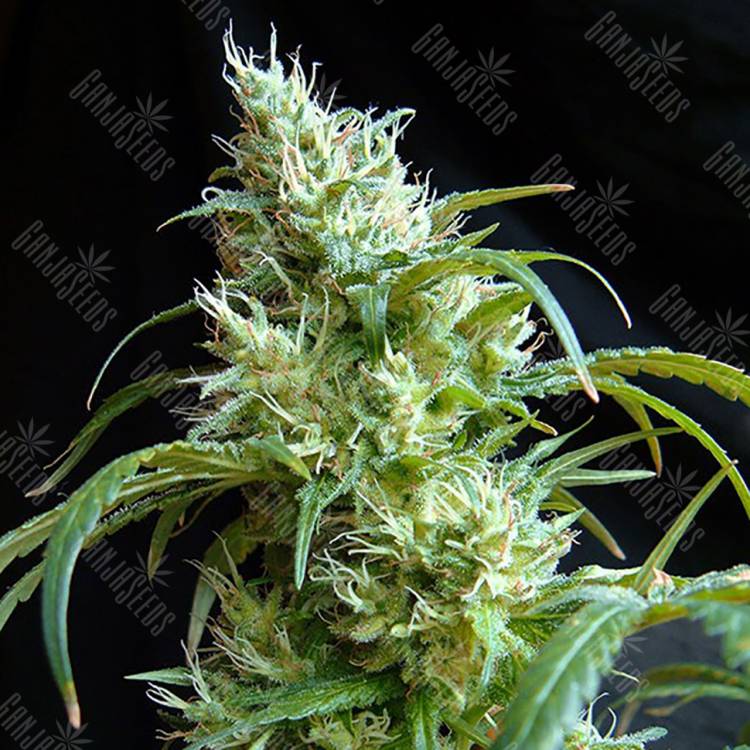 семена конопли гидропоники Flash Back #2 feminised Sweet Seeds семена конопли гидропоники Flash Back #2 feminised Sweet Seeds