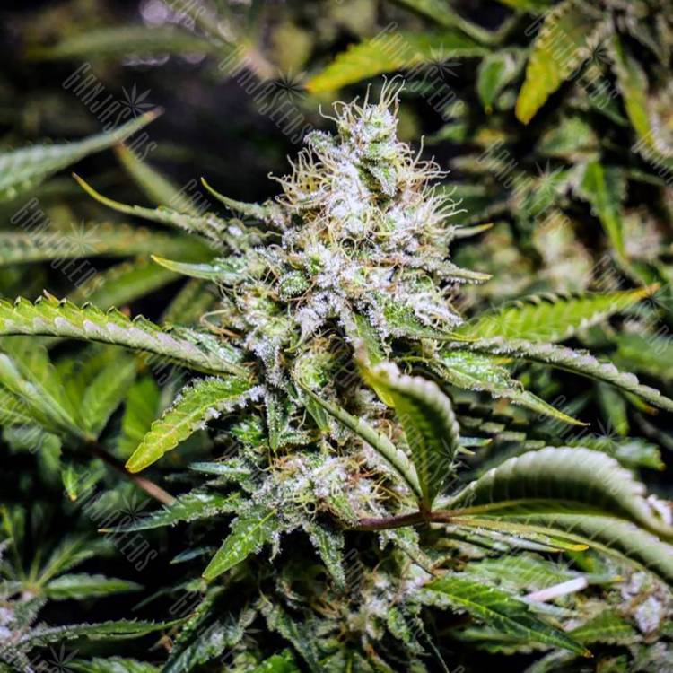Семена марихуаны Auto Tutankhamon feminised GanjaLiveSeeds Семена марихуаны Auto Tutankhamon feminised GanjaLiveSeeds