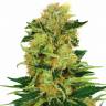 семена культурной конопли купить Pineapple Haze regular Barneys Farm семена культурной конопли купить Pineapple Haze regular Barneys Farm