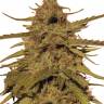семена конопли сорта сатива Pineapple Haze regular Barneys Farm семена конопли сорта сатива Pineapple Haze regular Barneys Farm