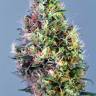 семена конопли для посадки купить Pineapple Haze regular Barneys Farm семена конопли для посадки купить Pineapple Haze regular Barneys Farm