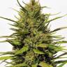 семена конопли курьером Pineapple Haze regular Barneys Farm семена конопли курьером Pineapple Haze regular Barneys Farm