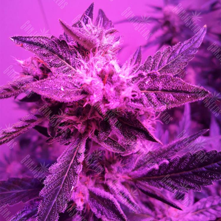 качественные семена конопли Auto Blueberry Kush feminised Nirvana Seeds качественные семена конопли Auto Blueberry Kush feminised Nirvana Seeds