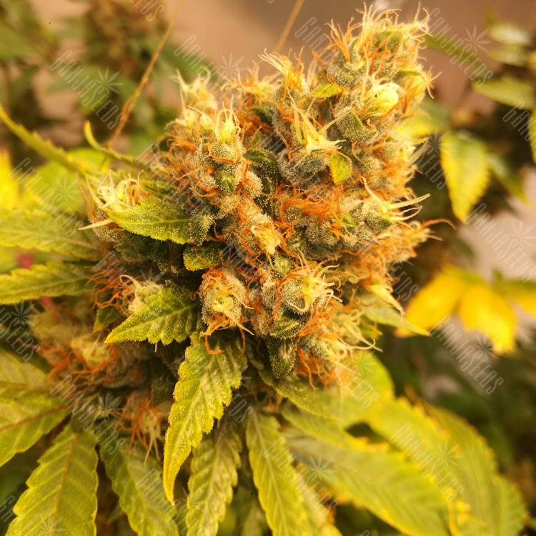 семена конопли с доставкой Gorilla Girl feminised Sweet Seeds семена конопли с доставкой Gorilla Girl feminised Sweet Seeds