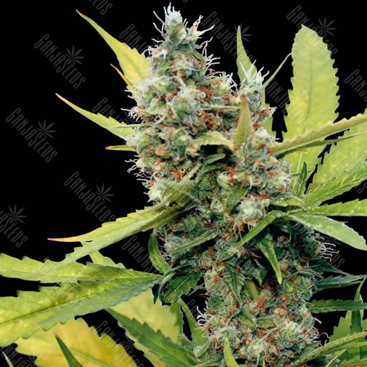 Семена конопли Honey B feminised Ganja Seeds Семена конопли Honey B feminised Ganja Seeds