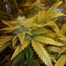 Семена марихуаны Auto MaxiGom feminised GanjaLiveSeeds Семена марихуаны Auto MaxiGom feminised GanjaLiveSeeds