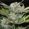 мощные семена конопли Auto Super Bud feminised мощные семена конопли Auto Super Bud feminised