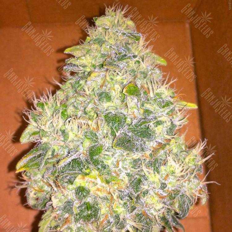 семена конопли сорта сатива Jack Herer feminised Green House Seeds семена конопли сорта сатива Jack Herer feminised Green House Seeds