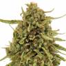 семена конопли для выращивания Widow Remedy regular Barneys Farm семена конопли для выращивания Widow Remedy regular Barneys Farm