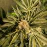где можно заказать семена конопли Lost Coast Hash Plant feminised Humboldt Seeds