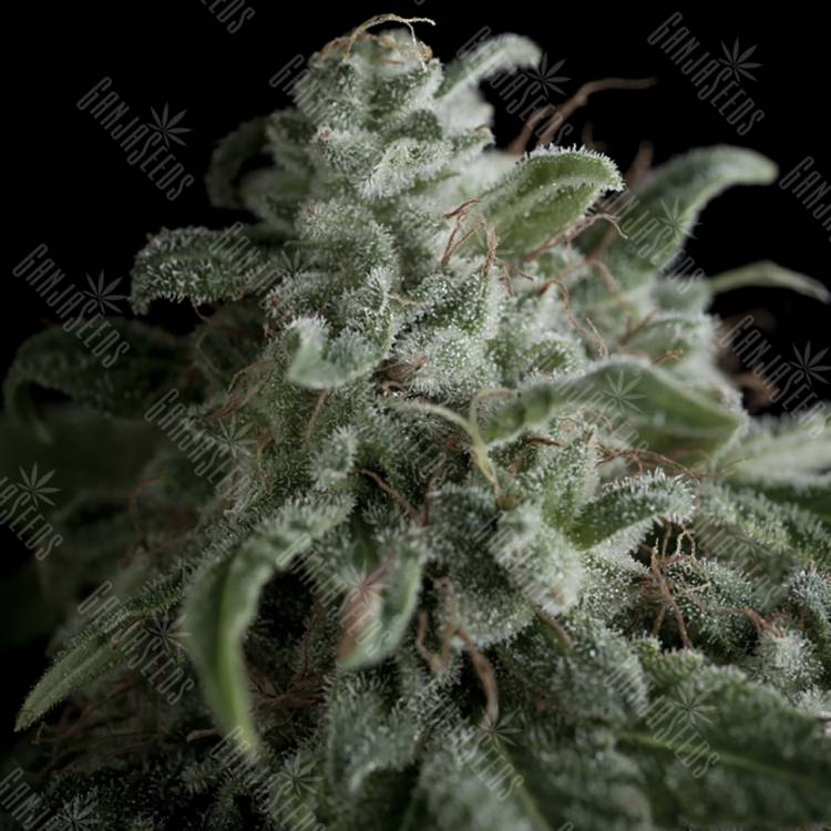 конопля семена сорта заказать Nefertiti feminised Pyramid Seeds конопля семена сорта заказать Nefertiti feminised Pyramid Seeds