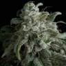 конопля семена сорта заказать Nefertiti feminised Pyramid Seeds конопля семена сорта заказать Nefertiti feminised Pyramid Seeds