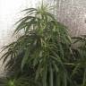 заказ семян конопли Спб Nefertiti feminised Pyramid Seeds заказ семян конопли Спб Nefertiti feminised Pyramid Seeds