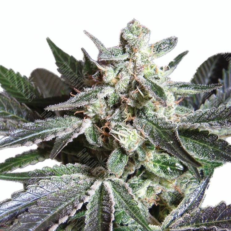 Sugar Black Rose (DS27) feminised Ganja Seeds Sugar Black Rose (DS27) feminised Ganja Seeds