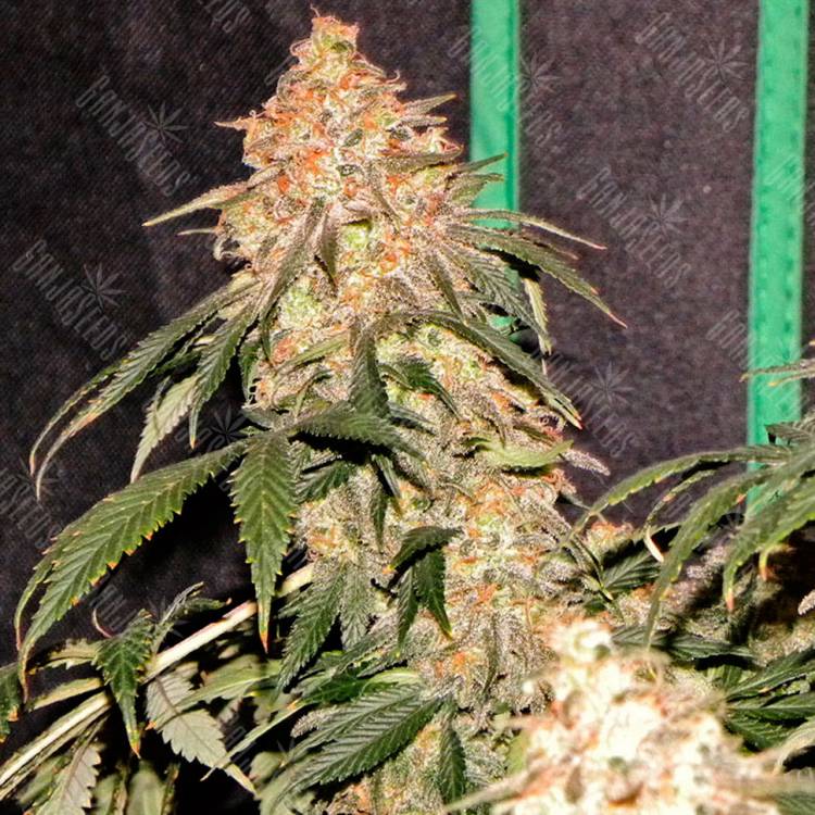 Agamotto feminised GanjaVIP Seeds Agamotto feminised GanjaVIP Seeds