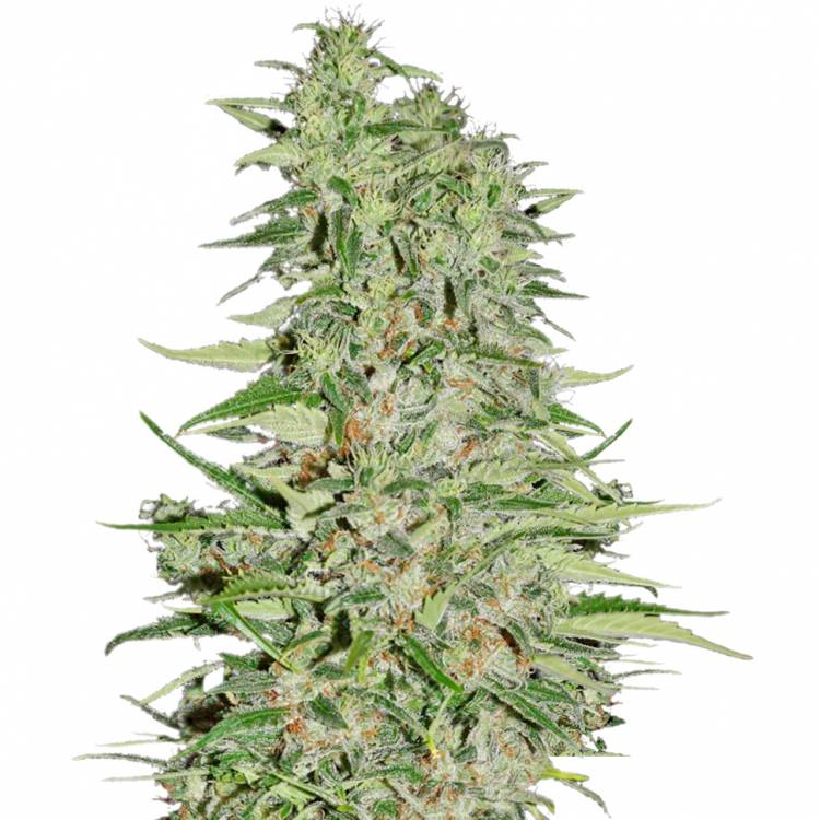 семена конопли в интернете Diamond Girl feminised Green House Seeds семена конопли в интернете Diamond Girl feminised Green House Seeds