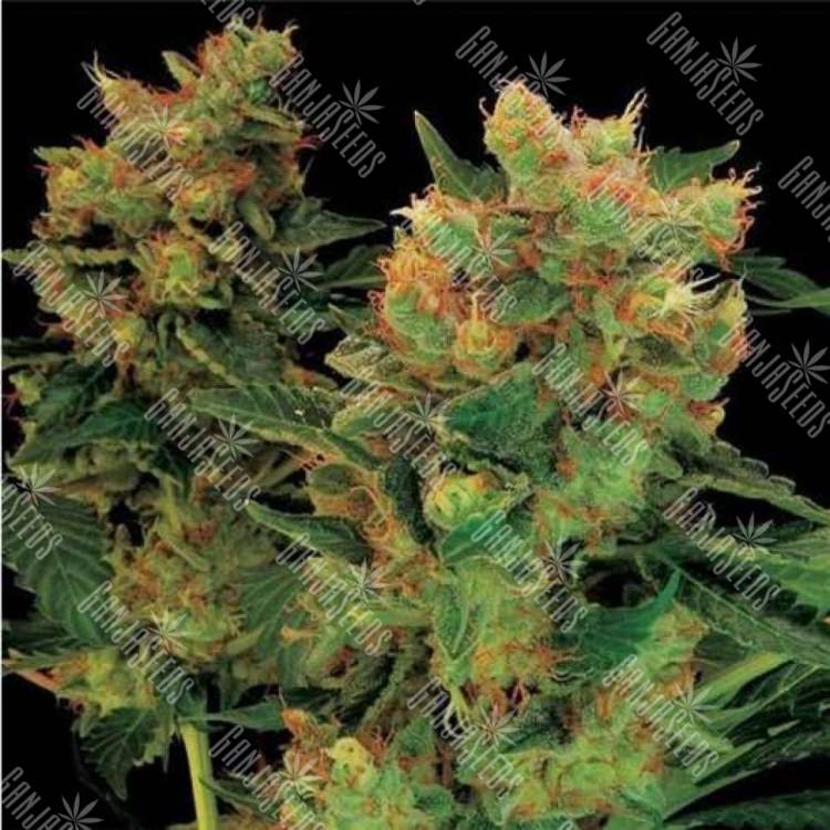 Hash Plant feminised Ganja Seeds Hash Plant feminised Ganja Seeds